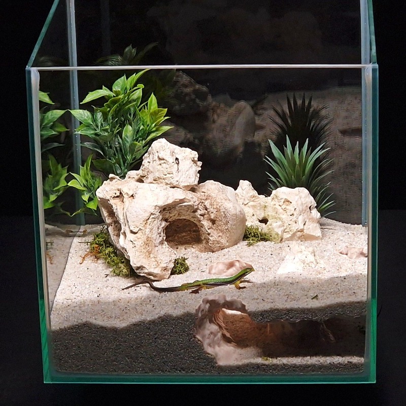 Terowongan Akuarium 3D Print,  - 3D Printing Lizard ulasan dan harga