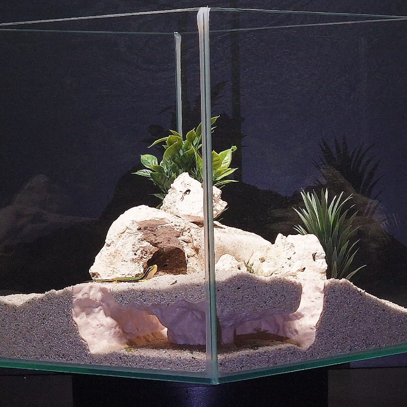 Terowongan Akuarium 3D Print,  - 3D Printing Lizard ulasan dan harga